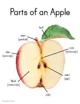 Preview of Parts of an Apple Poster - Print and Cursive! Montessori Inspired!