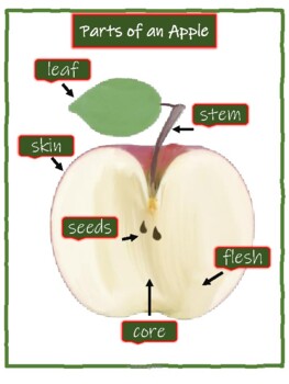 Parts of an Apple + Worksheet (FREEBIE) by lovelearningalatte | TPT