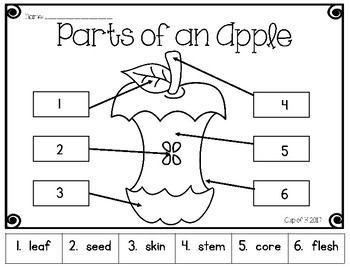 Parts Of An Apple Cut And Paste By Cup Of K Teachers Pay Teachers