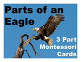 Parts of an Eagle Montessori Three Part Vocabulary Cards c