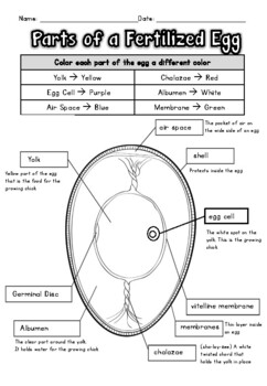 parts of the ovum