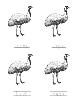 Parts of an Emu - Australia
