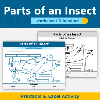 Preview of Parts of an Insect Diagram Science Anatomy Worksheet and Handout 