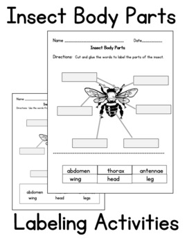 Preview of Parts of Insects / Label Insect Body Parts: What body parts do insects have?