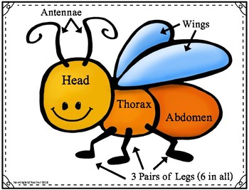 Parts of an Insect Poster for Science Lesson on Bugs by NewEnglandTeacher