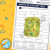Parts of an Plant Cell Worksheet, with Answer Keys