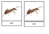 Parts of an ant - Montessori nomenclature cards