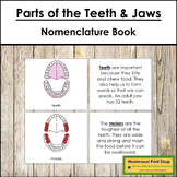 Parts of he Teeth & The Jaw Book (red highlights) - Montes