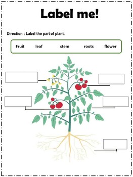 Parts of plant : label , life cycle of plant, Activities science