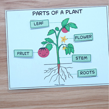 Parts of plant, lifecycle of plant and its needs by Bee a maker | TpT