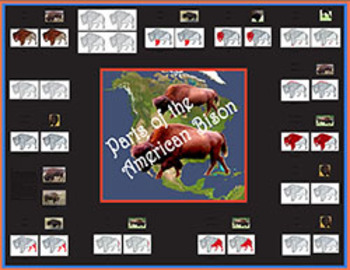 Preview of Parts of the American Bison