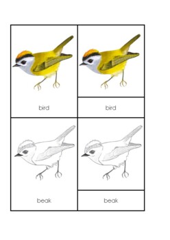 Preview of Parts of the Bird Montessori three parts  cards