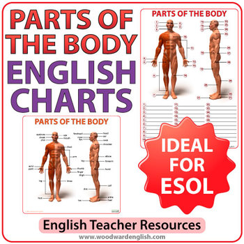 Preview of Parts of the Body in English - ESL Charts