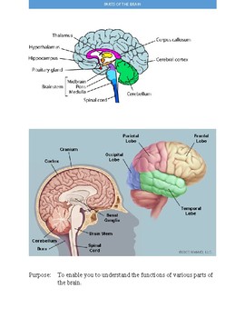 AP Psychology Marketplace Teaching Resources | Teachers Pay Teachers