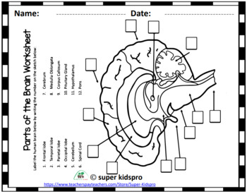 brain diagram for kids printable