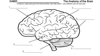 Preview of Parts of the Brain - Anatomy Worksheet