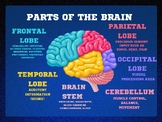 Parts of the Brain Classroom Poster Psychology