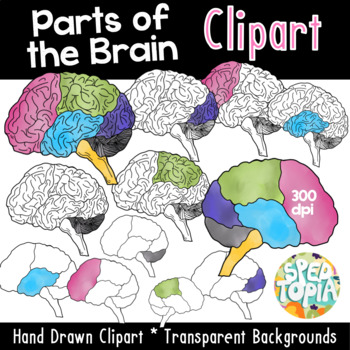 Parts of the Brain Clipart by Spedtopia | Teachers Pay Teachers