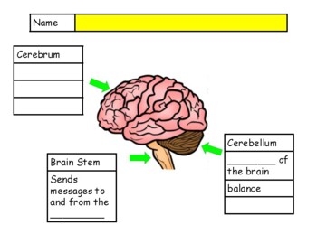 blank brain diagram