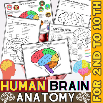 Preview of Parts of the Brain | Human Brain | Human Body Systems and Organs | Brain Anatomy