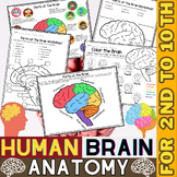 Parts of the Brain | Human Brain | Human Body Systems and 