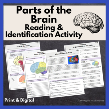 Preview of Parts of the Brain Reading and Identification Activity: Editable Print & Digital