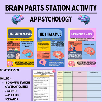 Preview of Parts of the Brain Stations & Application Activity Lesson -AP Psychology Biology