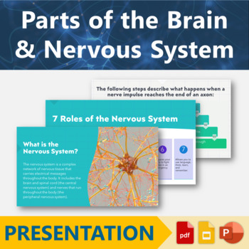 Preview of Parts of the Brain and Nervous System Presentation | Human Body Systems Slides