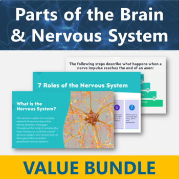 Preview of Parts of the Brain and Nervous System Value Bundle | Human Body Systems