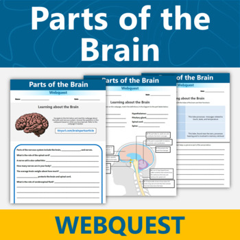 Preview of Parts of the Brain and Nervous System Webquest Human Body Systems Activity