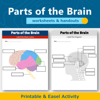 Preview of Parts of the Brain and Neuron Diagram Worksheets and Handouts