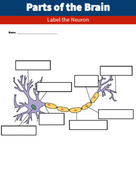 Parts of the Brain and Neuron Diagram Worksheets and Handouts | TPT