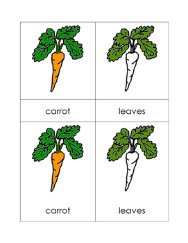 Preview of Parts of the Carrot Nomenclature Cards