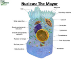 Parts of the Cell (Like a city) & Cellular Transport