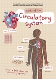 Parts of the Circulatory System Poster
