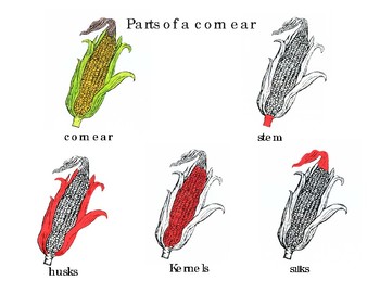 Corn Head Parts Diagram