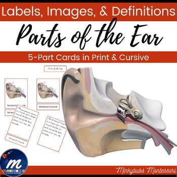 Preview of Parts of the Ear 3 4 and 5 Part Cards Human Anatomy
