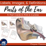 Parts of the Ear 3 4 and 5 Part Cards Human Anatomy
