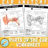Parts of the Ear Diagram Worksheet | Anatomy of the Ear
