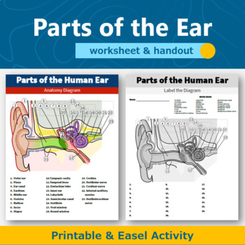 human ear diagram unlabelled