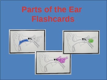 Preview of Parts of the Ear Flashcards