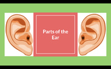 Parts of the Ear: Lesson with Kahoot quiz link