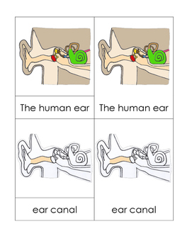 Preview of Parts of the Ear Nomenclature Cards