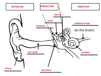 Parts of the Ear Power Point, Notes and Graphic Organizer ...