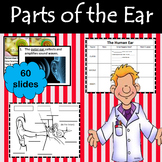 Parts of the Ear Power Point, Notes and Graphic Organizer