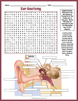 Parts of the ear worksheet