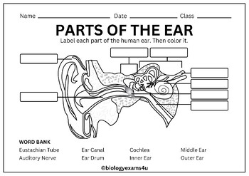 Parts of the Ear labeling Worksheet Crossword and Word Search TPT