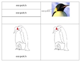 Parts of the Emperor Penguin