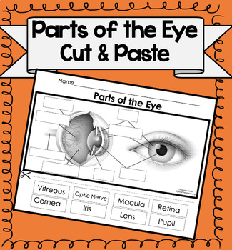 Preview of Parts of the Eye Activity {Cut & Paste!}