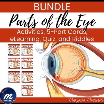 Preview of Parts of the Eye BUNDLE Worksheets, Flashcards, Online Activities, Quiz, Anatomy